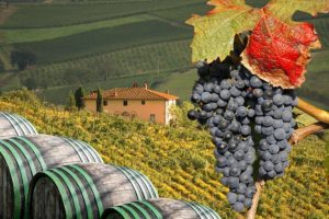 Лучшие виноградники Тосканы